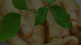 About Project Greenhands