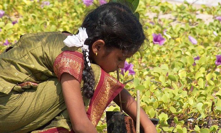 Project GreenHands – 25 Million Trees And Counting!