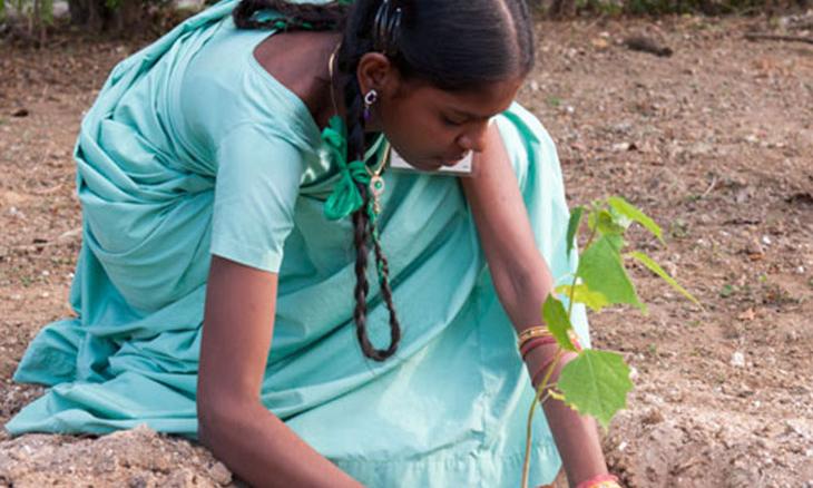 300,000 Students Plant 900,000 Saplings