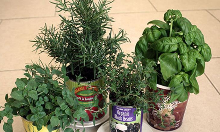 Grow your own “Container Garden”