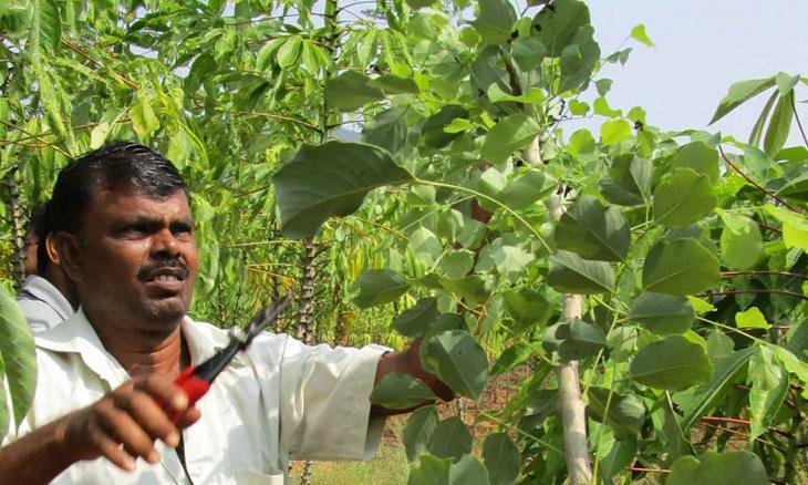 Interested in Natural Farming? Try Zero Budget Natural Farming
