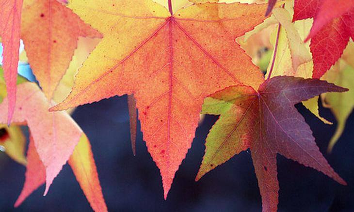Nature – The true fashionista