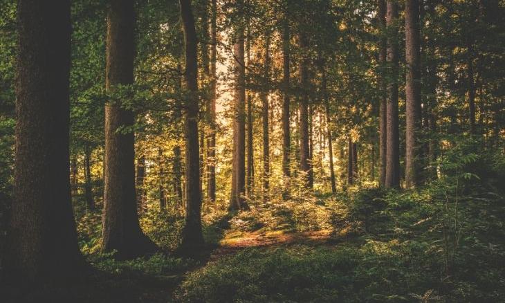 Agroforestry - Part 2