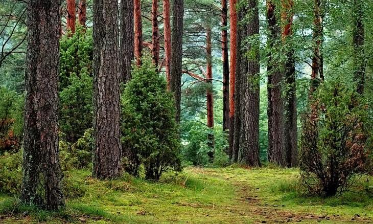 Agroforestry