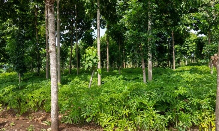 Agroforestry